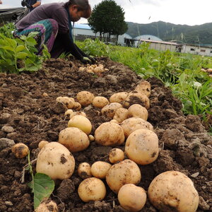 【大容量】有機JAS新ジャガイモ　男爵　約9.8㎏（サイズ不揃い）