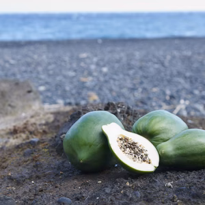 青パパイヤ・明日葉・旬の野菜定期便（農薬不使用）