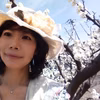 すももの初物　大石、美味しいです。贈りや手土産に最適！！