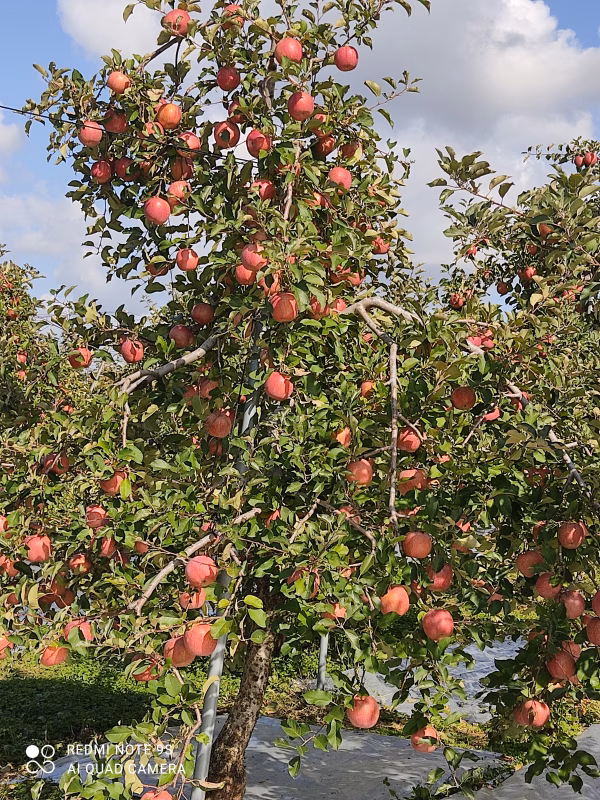 家庭用　サンふじ　5kg