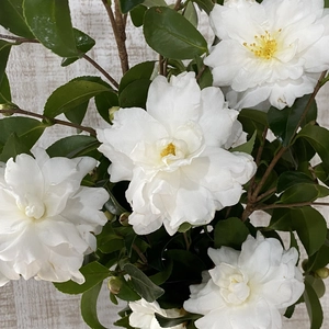 【山茶花５本】童謡の『たきび』の歌詞でおなじみのさざんかです。白いお花が雪のよう