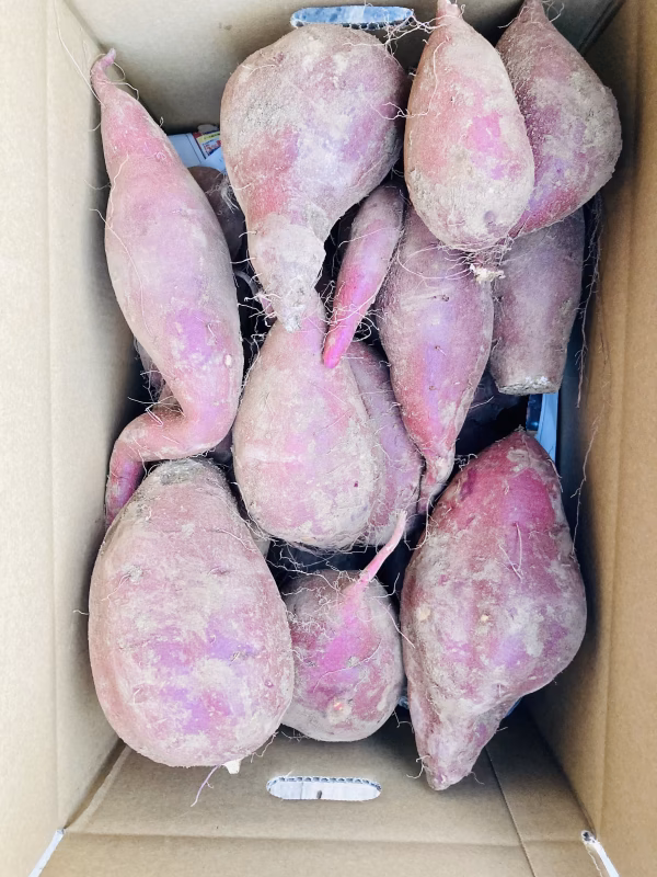 【11月中特価】訳あり！土付きシルクスイート　