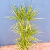 【在庫販売】　ドラセナ　コンシンネ　ホワイボリー　観葉植物　特大　インテリア