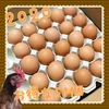 お得　福地鶏の卵 ふくたまご 50個