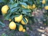 島の果実、越田農園の有機栽培　完熟レモン