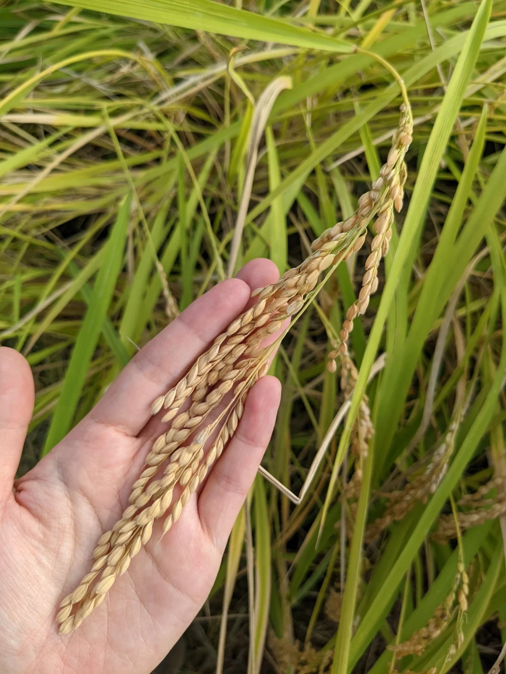 【毎月白米4.5kg2袋】環境保全米コシヒカリ