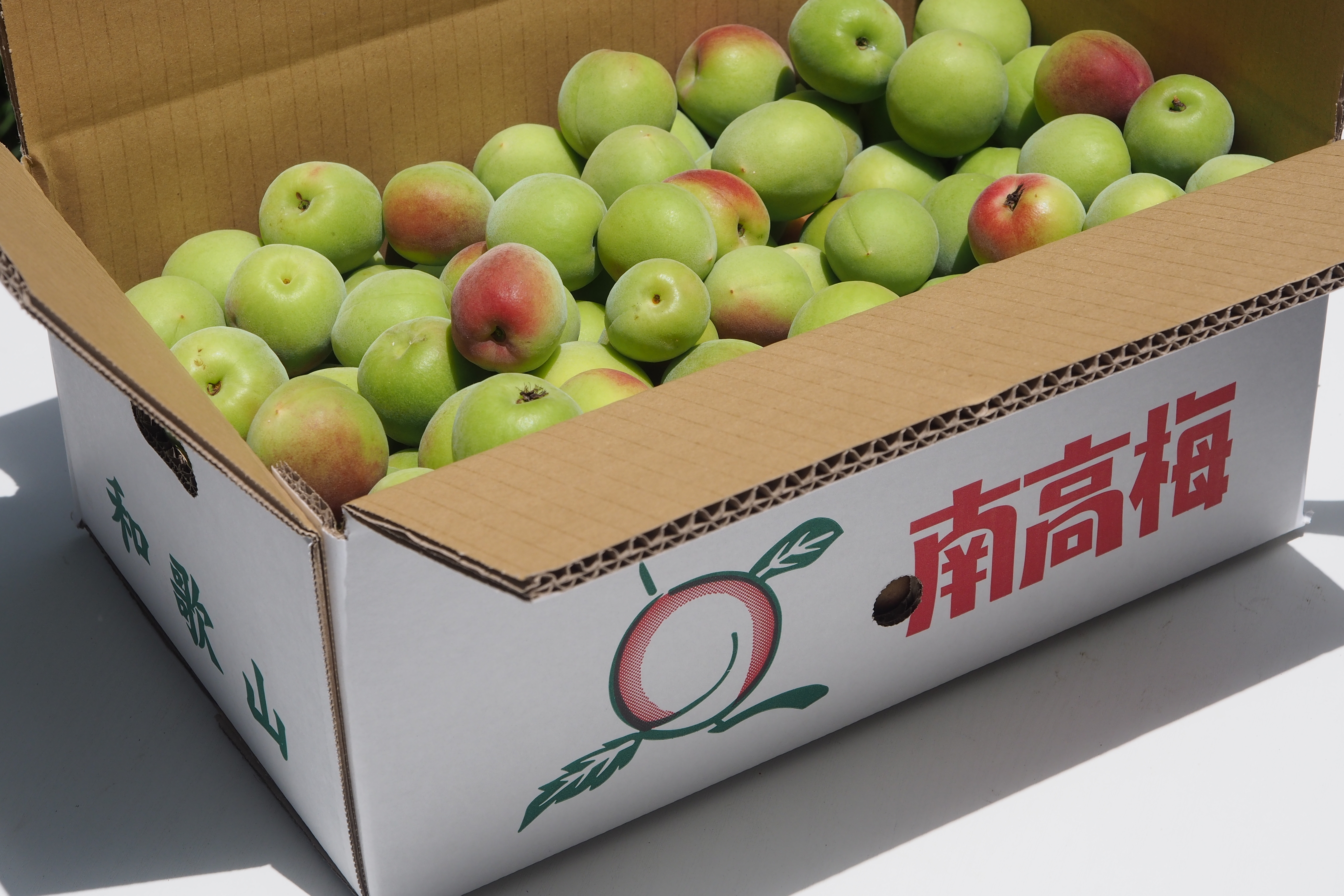 紀州南高梅 青梅2～10kg｜梅酒・梅シロップに最適｜梅（うめ）の商品
