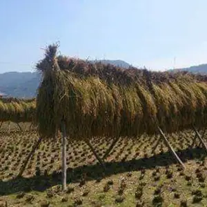 古代米(自然栽培黒米)1㎏　天日干し　令和元年新米