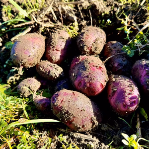 自然栽培の秋ジャガイモ｜デストロイヤー【農薬‧化学肥料不使⽤】