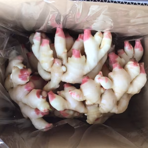 7月発送！！繊維が柔らかく爽やかな辛味のハウス新生姜！【クール冷蔵】