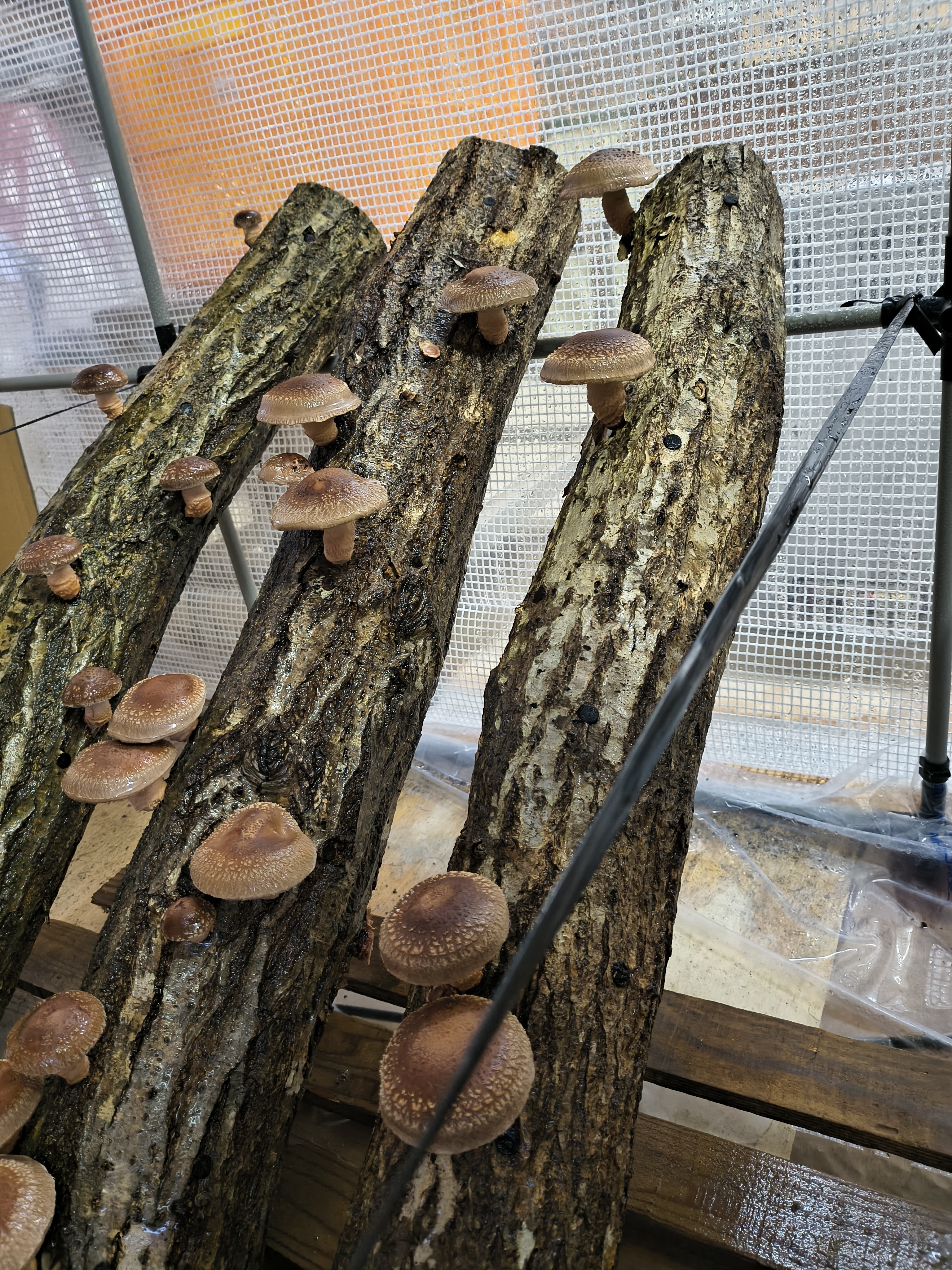 のと115(椎茸)とちょっこし野菜セット立春バージョン｜しいたけの商品