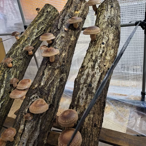 のと115(椎茸)とちょっこし野菜セット立春バージョン