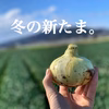 子どもたちがパクパク食べちゃう♪冬の新たまねぎ ５kg　淡路島野口ファーム