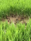 令和元年新米！[合鴨米]玄米1kg 栽培期間中農薬不使用 熊本県産 ヒノヒカリ