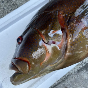 【魚突き】スジアラ4.3kg 鱗、内臓処理済