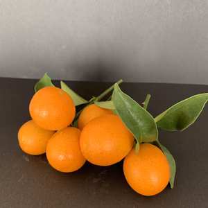 【昔ながらの金柑】 小さいのに栄養の宝庫❗️