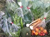 旬の野菜セット 定期便月１回 クール便 農薬・化学肥料・動物性堆肥不使用 