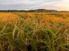 食べ比べ♡【農薬不使用】特別栽培米ｺｼﾋｶﾘ＆ﾐﾙｷｰｸｲｰﾝ各1㎏ R2年産 