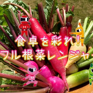 【二日酔い・胃もたれに】ピンク・赤・黄色・緑の４色カブ＆ミニ大根セット