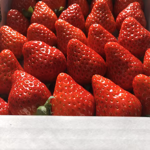 【送料無料‼️】☆朝採り完熟紅ほっぺ☆1箱にたっぷり1kg❣️(2段バラ詰め)