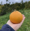 『スイートスプリング』見た目はごついけど甘い柑橘！