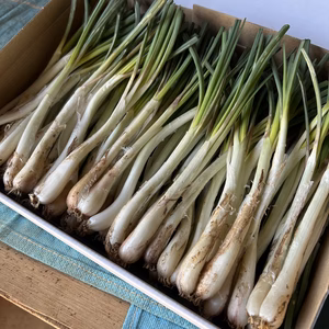 沖縄 伊江島特産島らっきょう