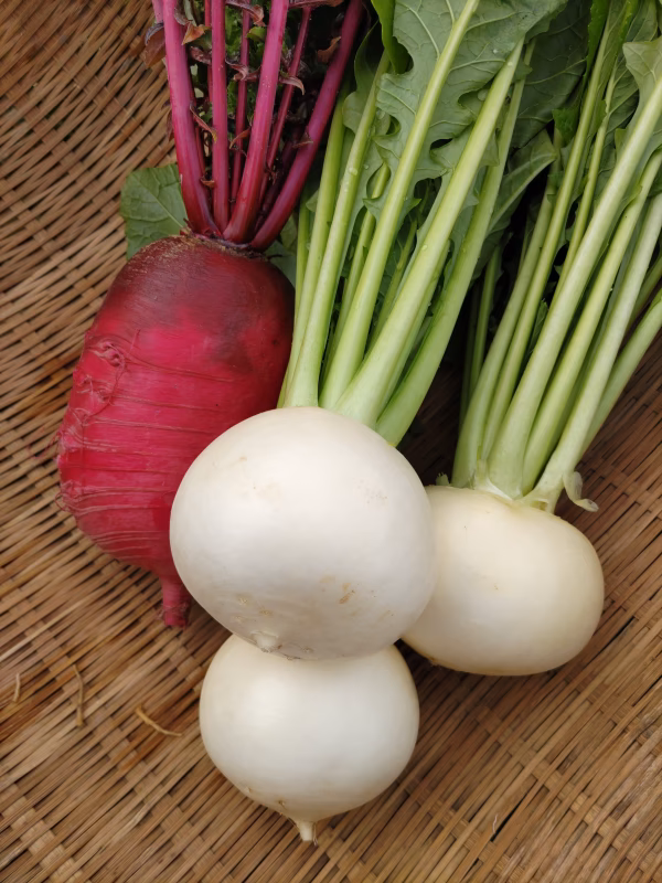【おまけ付き】生で食べるとまるでフルーツ《サラダかぶ》紅くるり付