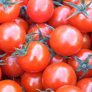 豊川産土耕栽培ミニトマト