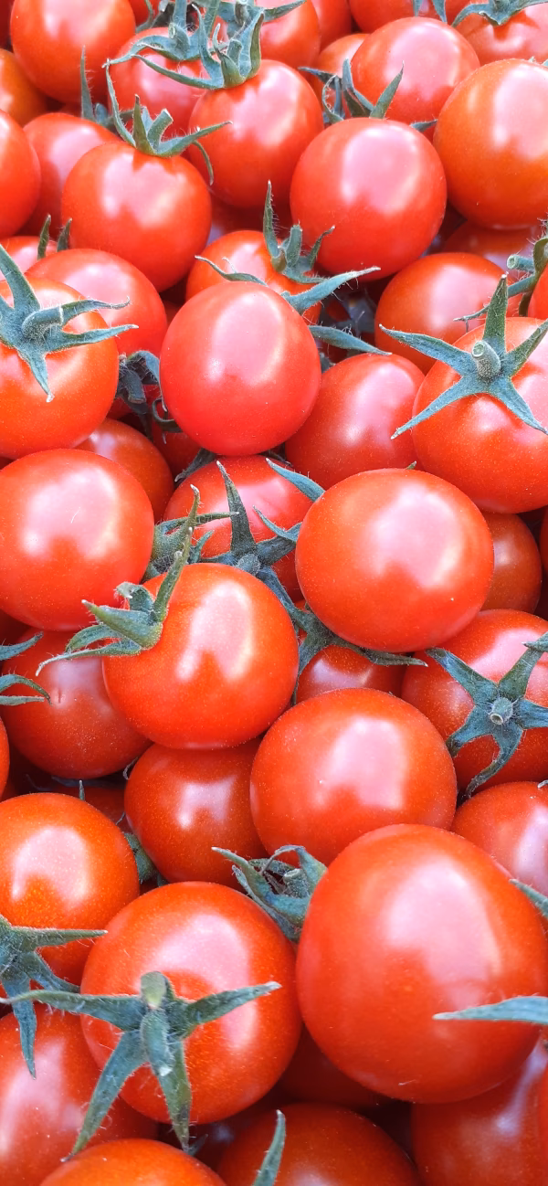 豊川産土耕栽培ミニトマト