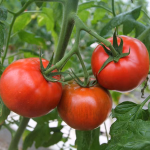 桃太郎トマトで糖度9.5超‼️のプレミアム桃太郎。