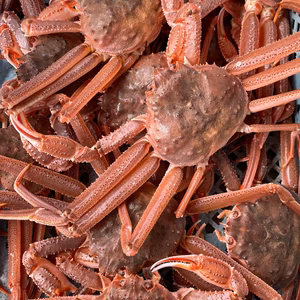 【北海道産】天然 生オオズワイガニ（訳アリ）120サイズ