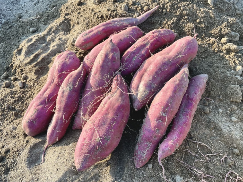 さつまいも 鳴門金時 25キロ 即購入○ - 野菜