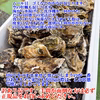 【自宅で漁師体験！】水揚げそのまま無選別牡蠣～海のお宝さがしセット～生牡蠣