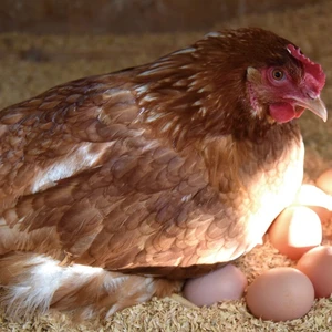 発酵ベッドでしあわせ鶏の平飼有精卵30個「ほんまの卵」　定期便１ヶ月に2回