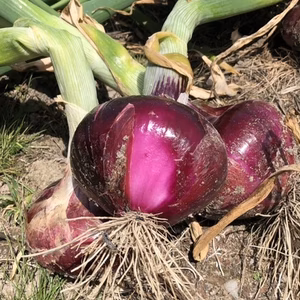 紫玉葱♡5ｷﾛ以内