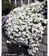 真っ白の絨毯が綺麗なアレナリアモンタナ　耐寒性宿根