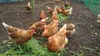 タマゴソムリエの放し飼い自然卵１０個と旬の無農薬野菜(５種)セット