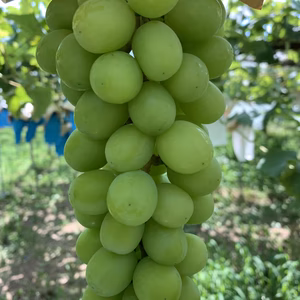 勝沼産シャイン成熟までは早いですが甘さの強弱が粒ごとにお楽しみいただけます。