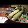 【採れたて】こだわりのスイートコーン【循環型農業】