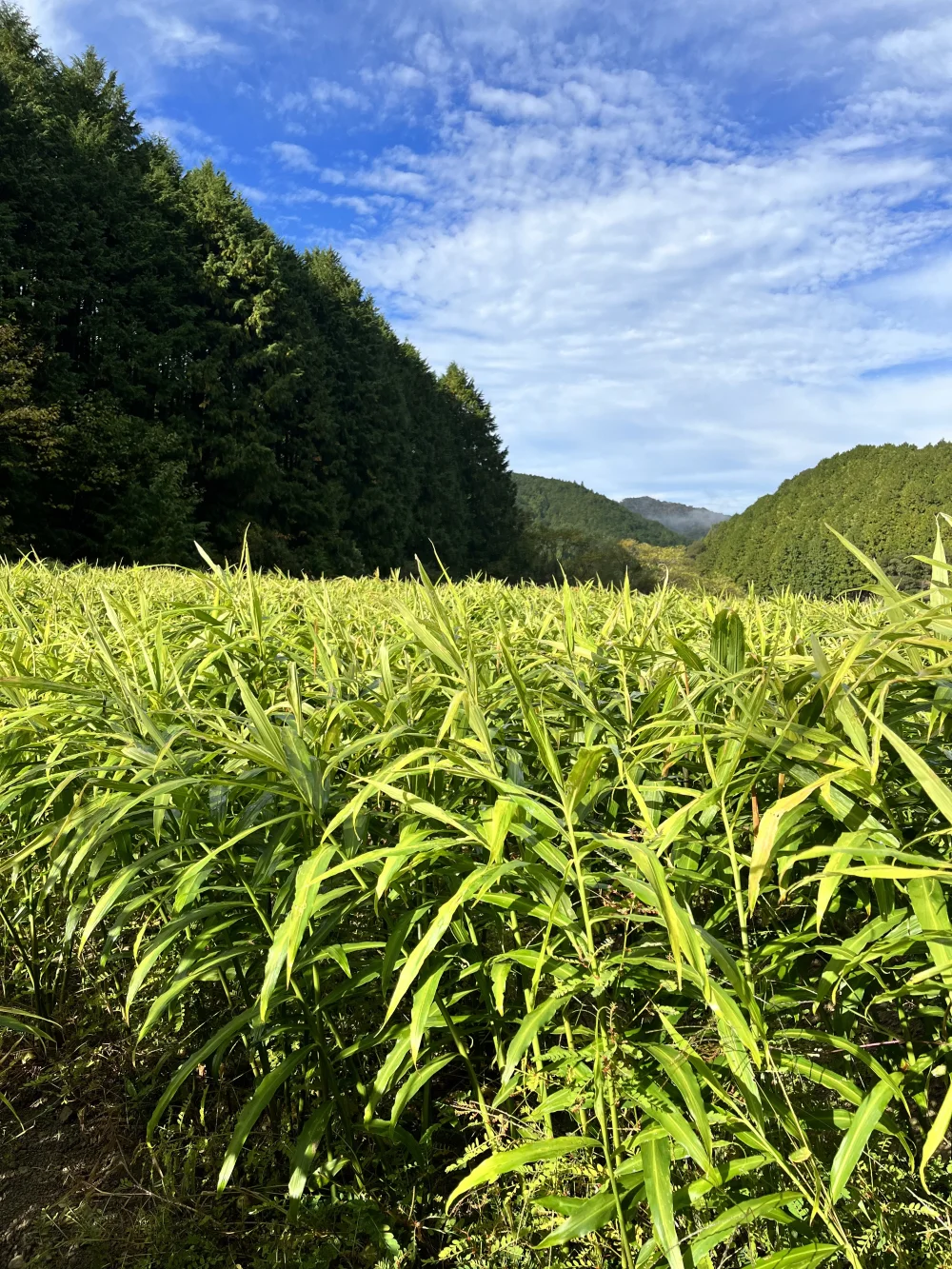 【高知県産】農薬・化学肥料不使用　生姜　1キロ土付き