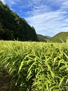 【高知県産　農薬・化学肥料不使用】土付き生姜　箱の重量込み