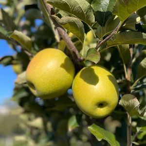 【訳あり】食べたら感動！王林家庭用品