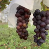 希少高級品種のシャインの子、マスカットノワールは濃厚な甘さと美味しさ！
