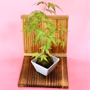 苔玉　山もみじ(衝立付き)