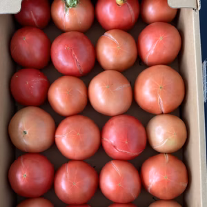 関東〜関西地区限定発送。今だけ特別出品。大きさバラバラ訳あり裂果トマト