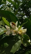 香りを楽しむ蜂蜜/みかん(500g)和歌山·村上養蜂
