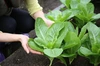 ベジシャブ野菜鍋用セット