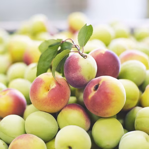 梅酒・シロップ作りに！【南高梅(青梅)】特別栽培・奈良県産