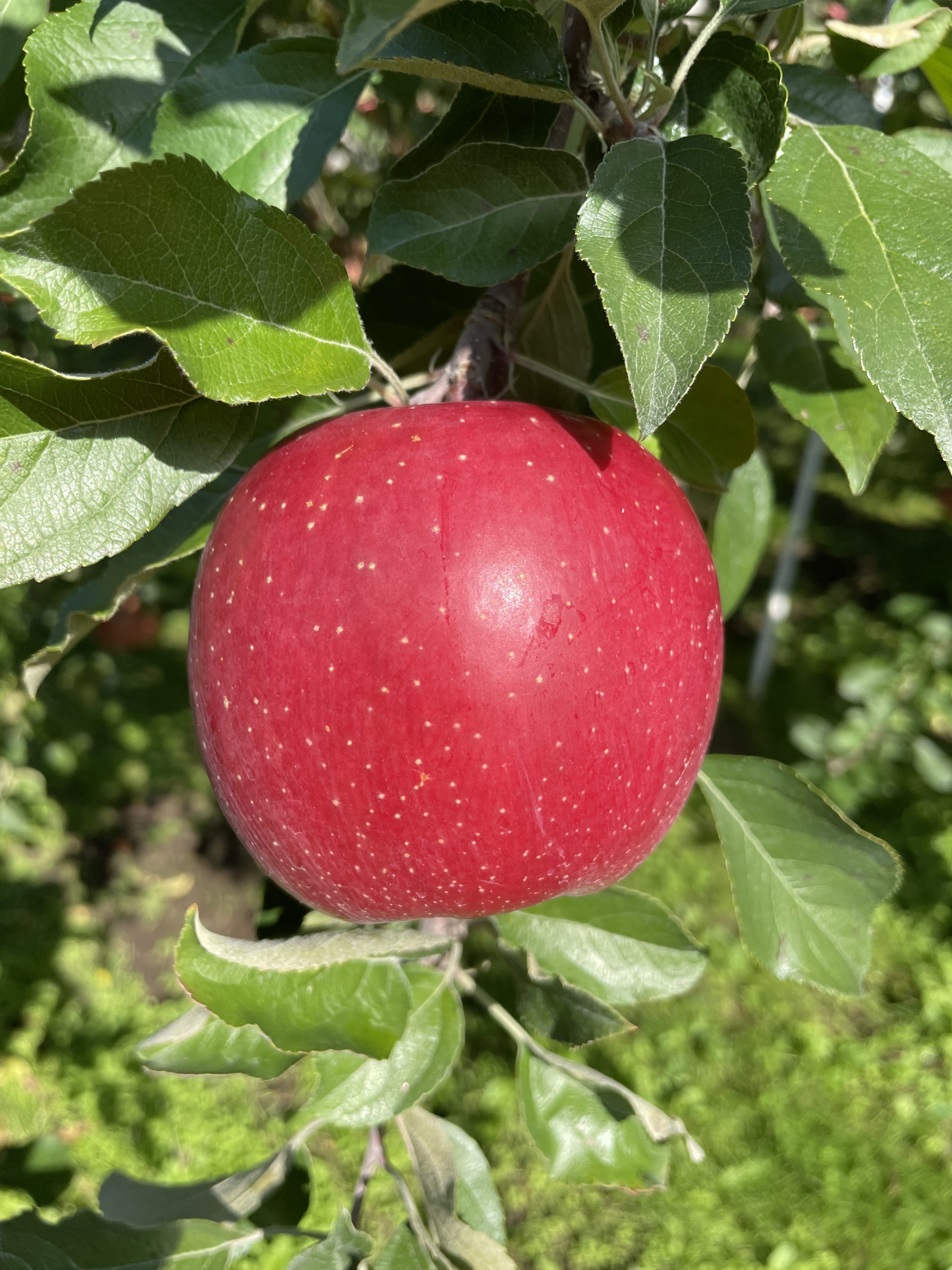 青森県産  恋空  りんご 家庭用 10kg 農家直送 リンゴ
