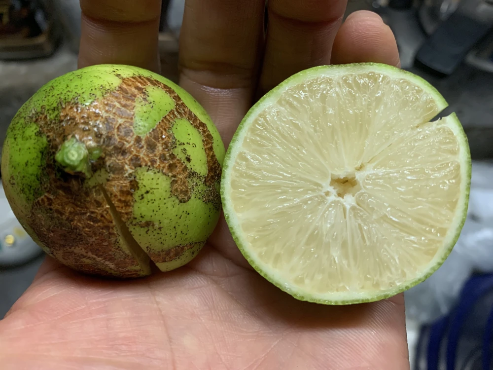 レミ®︎加工(果汁用)ライムとレモンのハーフ[農薬・除草剤・化学肥料不